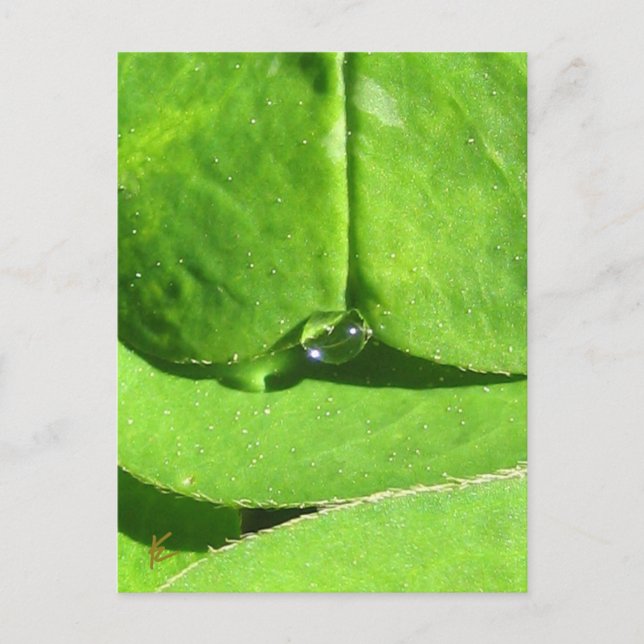 Postal Belly, Diosa del amante Verde (Anverso)