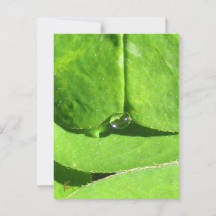 Postal Belly, Diosa del amante Verde