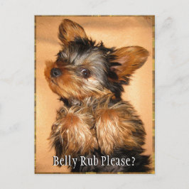 Postal Belly Rub por un yorkie?