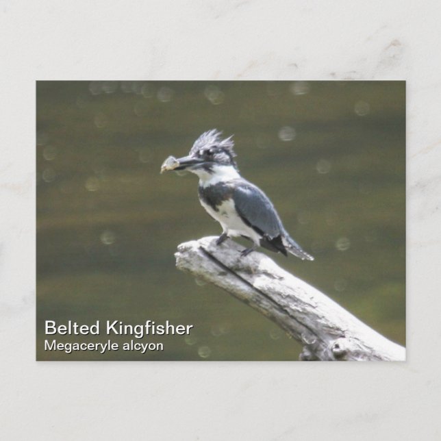 Postal Belted Kingfisher (Anverso)