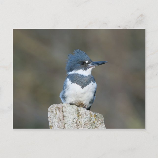 Postal Belted Kingfisher (Anverso)