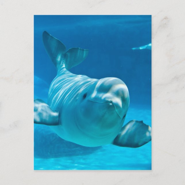 Postal Beluga Whale (Anverso)
