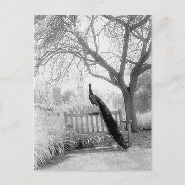 Postal Bench Peacock (Anverso)