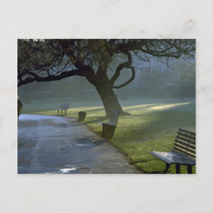 Postal Bench, tree, Regents Park, Londres, Inglaterra