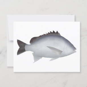 Postal Bengal Yellowfin Seabream