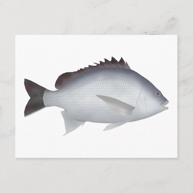 Postal Bengal Yellowfin Seabream (Anverso)