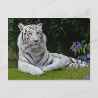 Postal Bengala blanca y bonito gato de tigre descansando