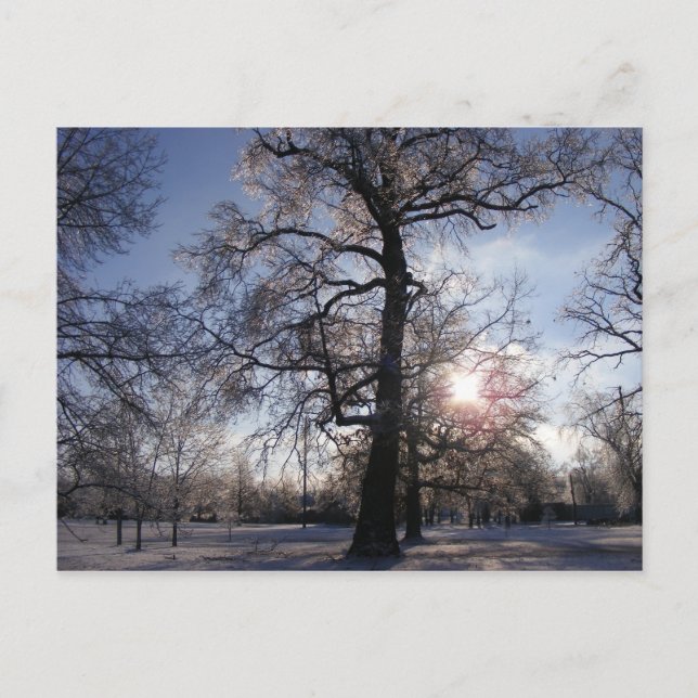 Postal Berea Oak luego de la tormenta de hielo (Anverso)