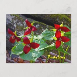 Postal Berkshires Massachusetts Red Trillium Wildflower