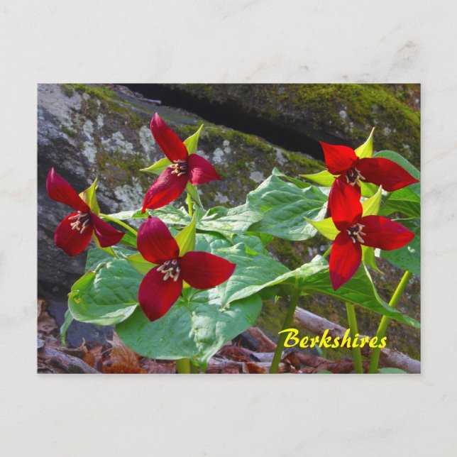 Postal Berkshires Massachusetts Red Trillium Wildflower (Anverso)