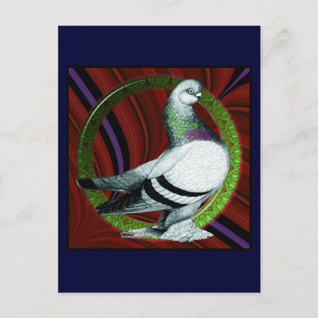 Postal Berliner Pigeon Circle (Anverso)