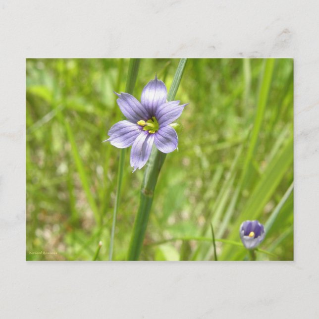 Postal Bermudienne à feuilles étroites (Anverso)