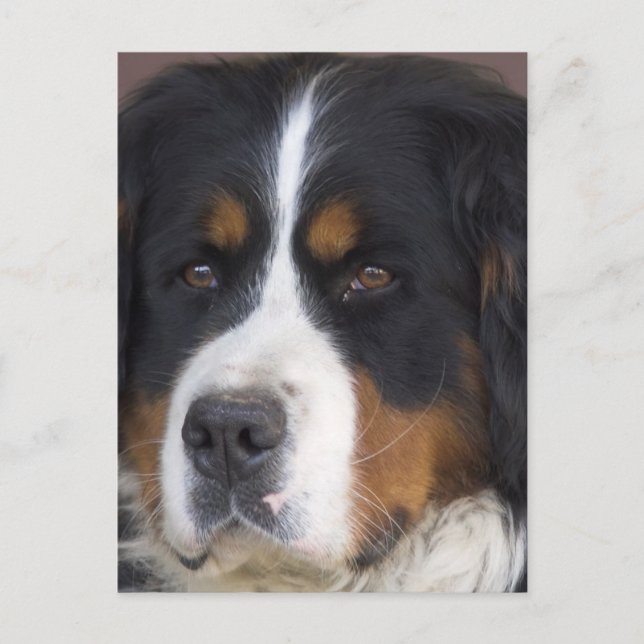Postal Berner Sennenhund Postcard (Anverso)