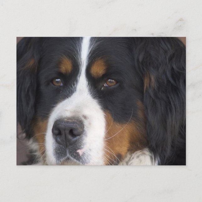 Postal Berner Sennenhund Postcard (Anverso)