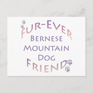 Postal Bernese Mountain Dog Furever