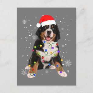 Postal Bernese Mountain Dog ilumina a Navidades coincidie