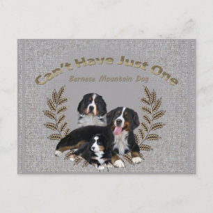 Postal Bernese Mt. Dog no puede tener uno
