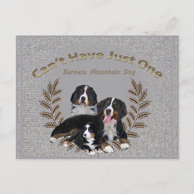 Postal Bernese Mt. Dog no puede tener uno (Anverso)