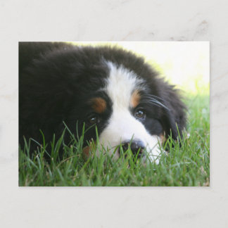 Postal Bernese Puppy
