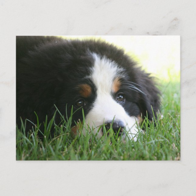 Postal Bernese Puppy (Anverso)