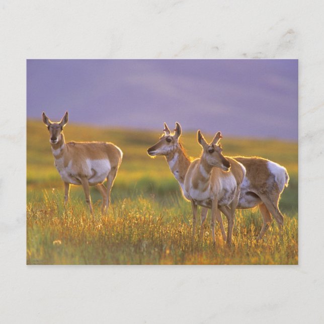 Postal Berrendo en Montana (Anverso)