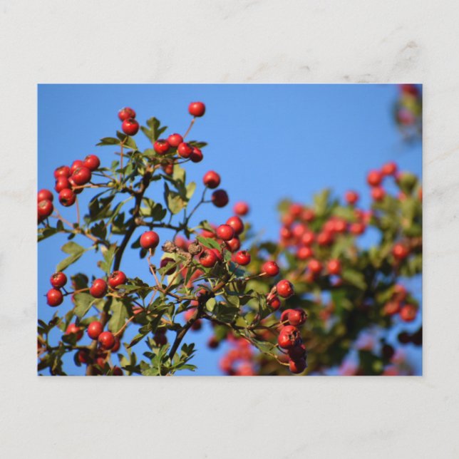 Postal Berries (Anverso)