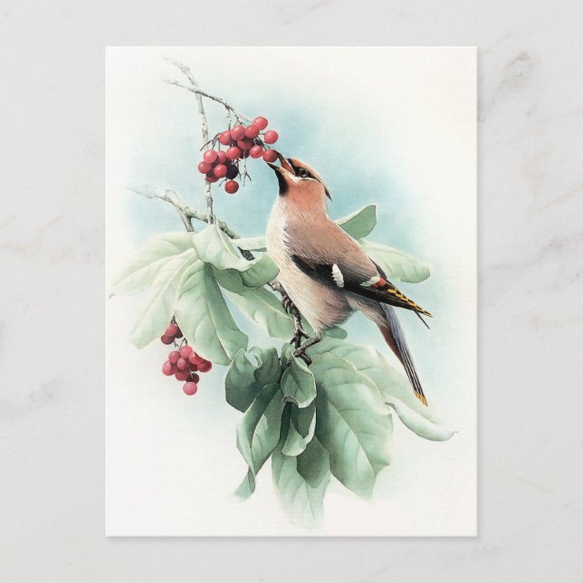 Postal Berries A Comer (Anverso)