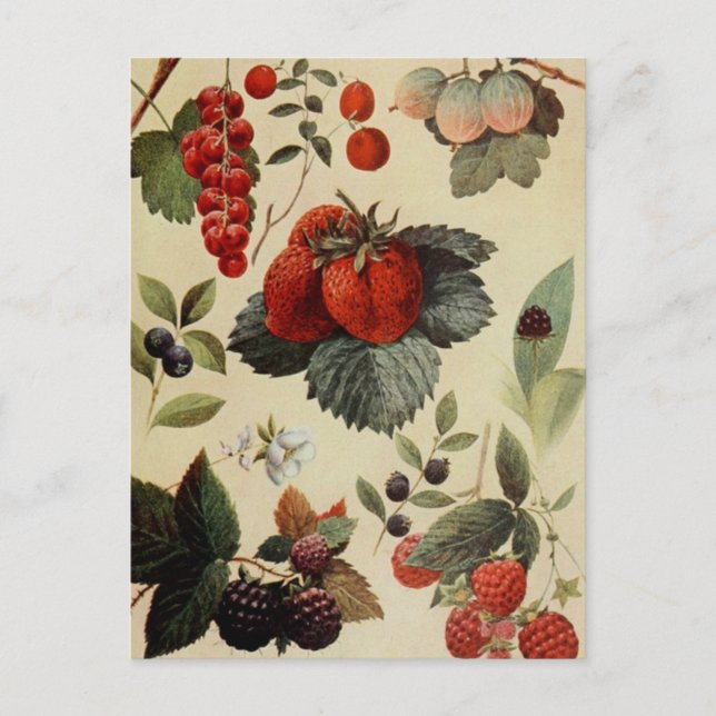 postal BERRIES BERRIES (Anverso)