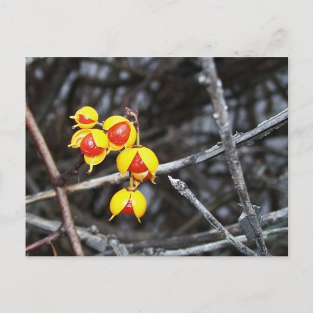 Postal Berries Bitterdulce (Anverso)