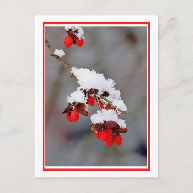 Postal Berries Con Nieve (Anverso)