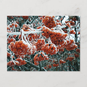 Postal Berries de rowan invernal en la nieve