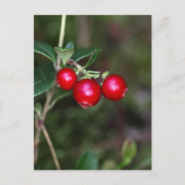 Postal Berries de un lingonberry silvestre (Vaccinium vit (Anverso)