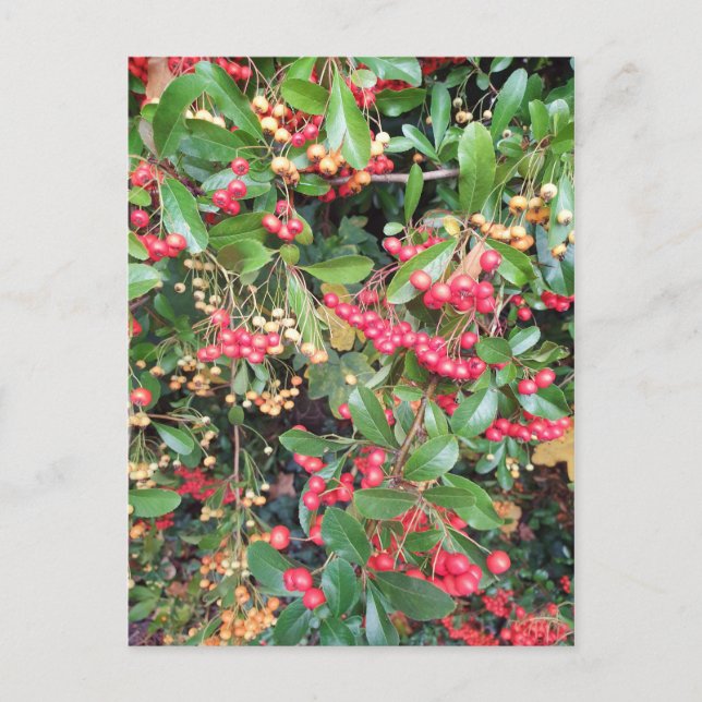 Postal Berries en el parque (Anverso)