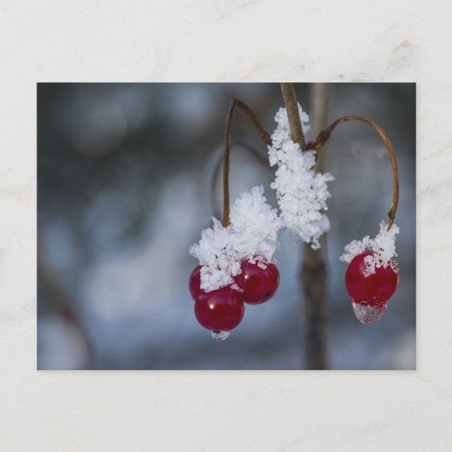 Postal Berries heladas (Anverso)