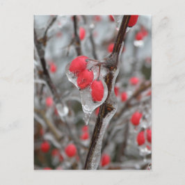 Postal Berries rojas atrapadas en el hielo