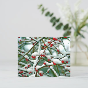 Postal Berries rojos en la nieve (2025)