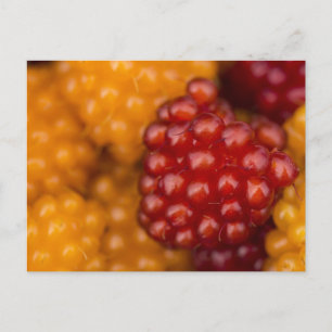Postal Berry