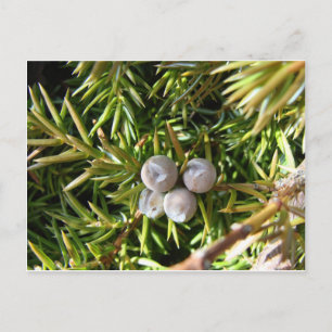 Postal Berry Baubles