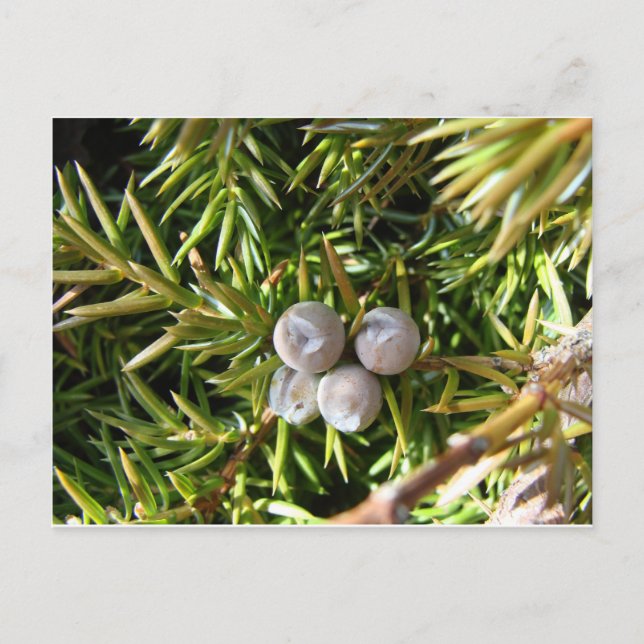 Postal Berry Baubles (Anverso)