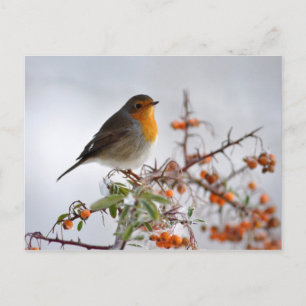 Postal Berry de naranjas y Robin europeos