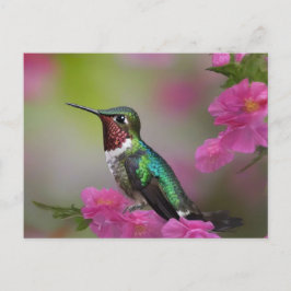 Postal Berylline Hummingbird en reposo
