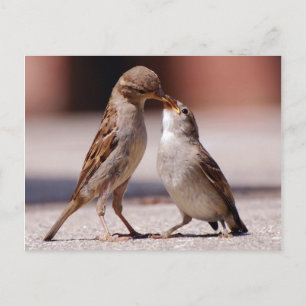 Postal Besada de Aves de Amor