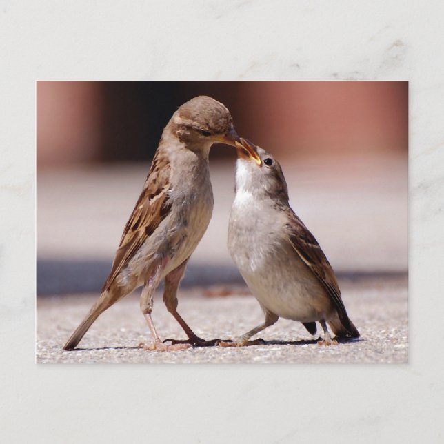 Postal Besada de Aves de Amor (Anverso)