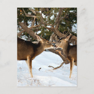Postal Besado de dos venados