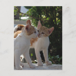 Postal Besando gatos