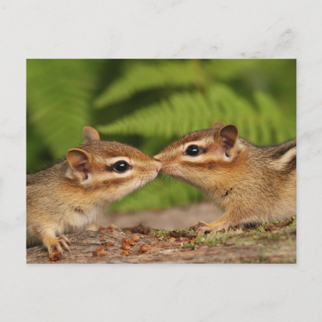 Postal Besando los Chipmunks para bebés (Anverso)