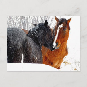 Postal Besándose de caballos en la nieve