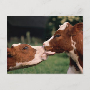 Postal Besar vacas