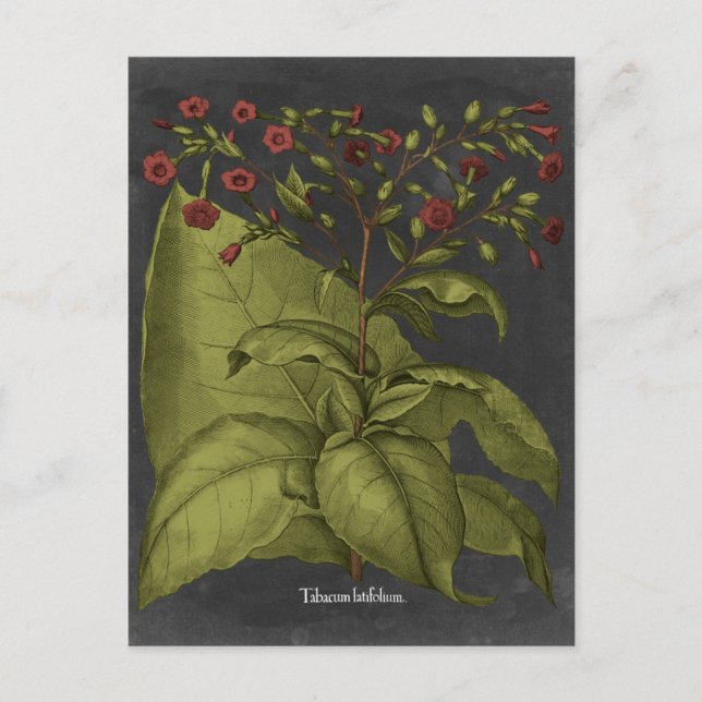 Postal Besler Dramatique I (Anverso)