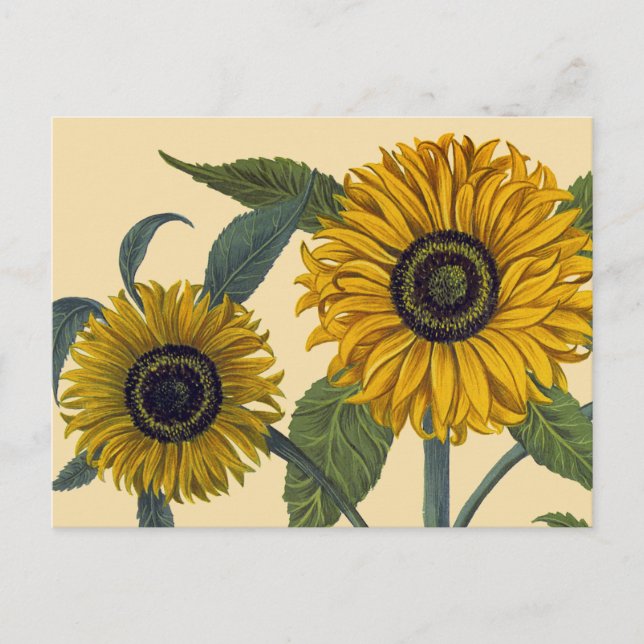 Postal Besler: girasol (Anverso)